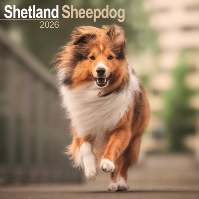 Shetland Sheepdog Calendar 2026 Square Dog Breed Wall Calendar - 16 Month