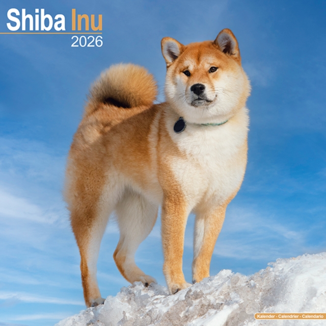 Shiba Inu Calendar 2026 Square Dog Breed Wall Calendar - 16 Month