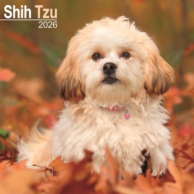 Shih Tzu Calendar 2026 Square Dog Breed Wall Calendar - 16 Month