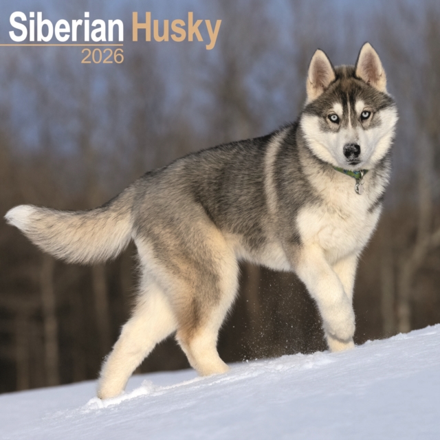 Siberian Husky Calendar 2026 Square Dog Breed Wall Calendar - 16 Month