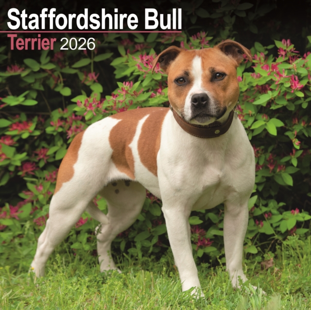 Staffordshire Bull Terrier Calendar 2026 Square Dog Breed Wall Calendar - 16 Month