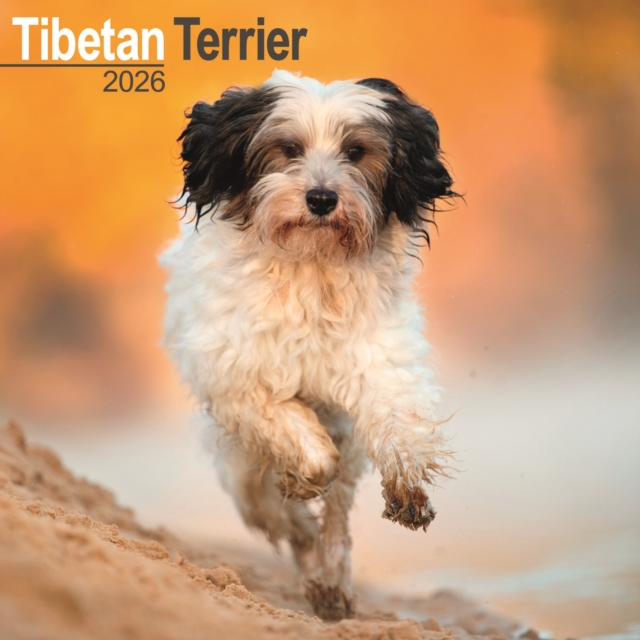 Tibetan Terrier Calendar 2026 Square Dog Breed Wall Calendar - 16 Month