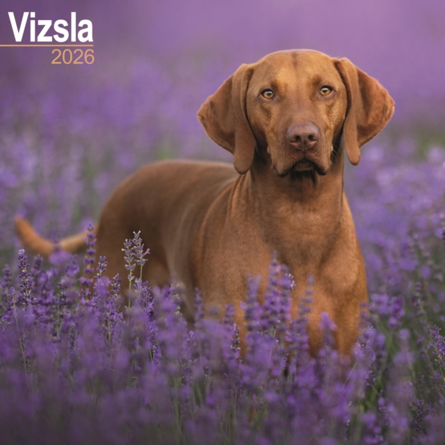 Vizsla Calendar 2026  Square Dog Breed Wall Calendar - 16 Month