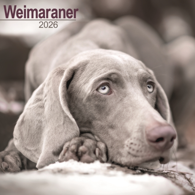 Weimaraner Calendar 2026 Square Dog Breed Wall Calendar - 16 Month