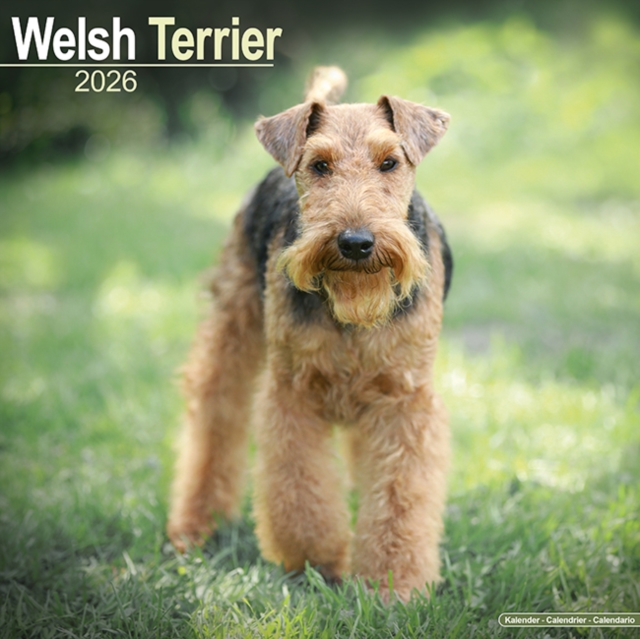 Welsh Terrier Calendar 2026 Square Dog Breed Wall Calendar - 16 Month