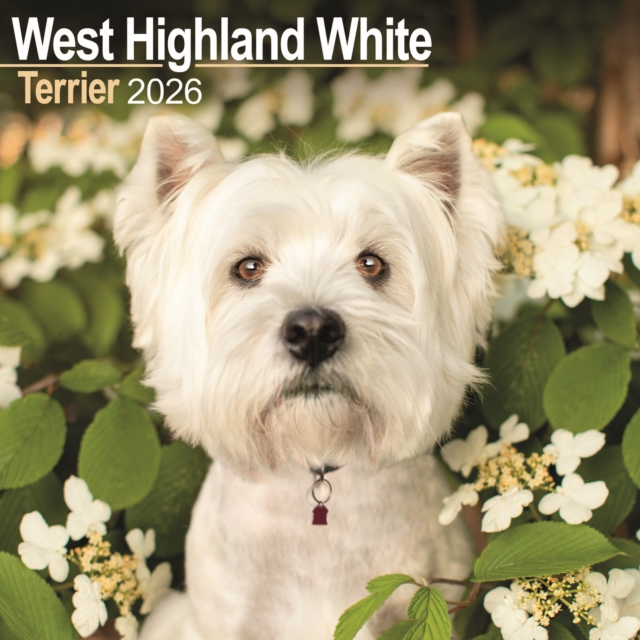 West Highland White Terrier Calendar 2026 Square Dog Breed Wall Calendar - 16 Month