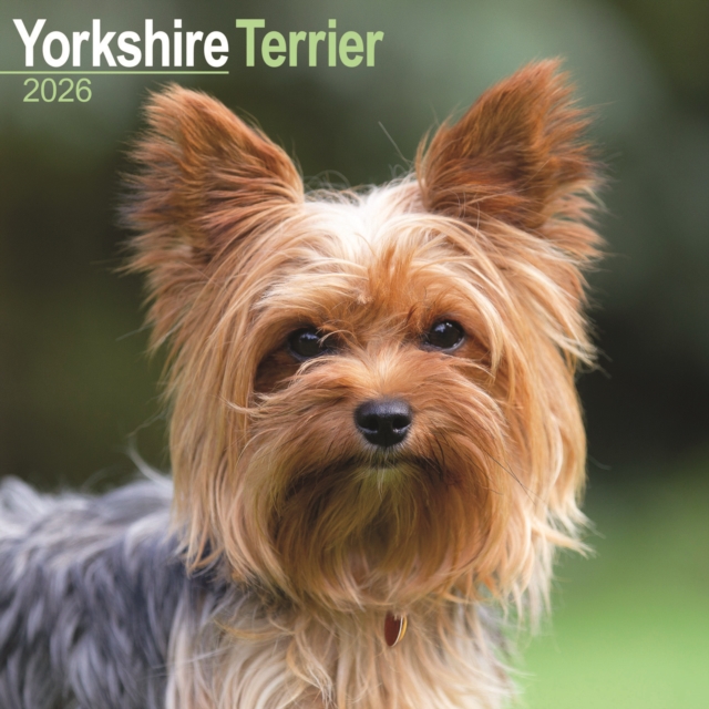 Yorkshire Terrier Calendar 2026 Square Dog Breed Wall Calendar - 16 Month