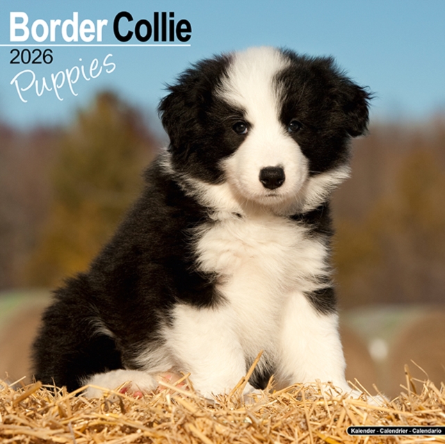 Border Collie Puppies Calendar 2026  Square Dog Puppy Breed Wall Calendar - 16 Month