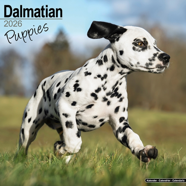 Dalmatian Puppies Calendar 2026 Square Dog Puppy Breed Wall Calendar - 16 Month