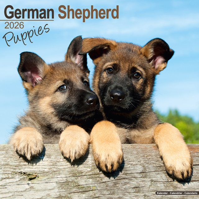 German Shepherd Puppies Calendar 2026 Square Dog Puppy Breed Wall Calendar - 16 Month