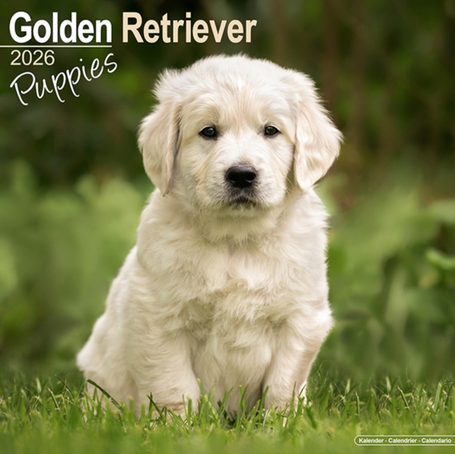 Golden Retriever Puppies Calendar 2026  Square Dog Puppy Breed Wall Calendar - 16 Month