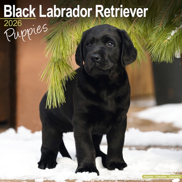 Black Labrador Puppies Calendar 2026 Square Dog Puppy Breed Wall Calendar - 16 Month