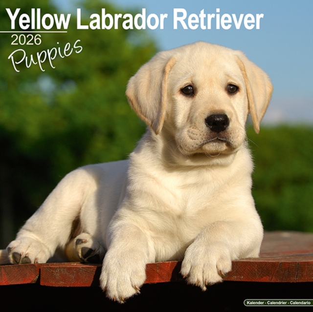 Yellow Labrador Puppies Calendar 2026  Square Dog Puppy Breed Wall Calendar - 16 Month