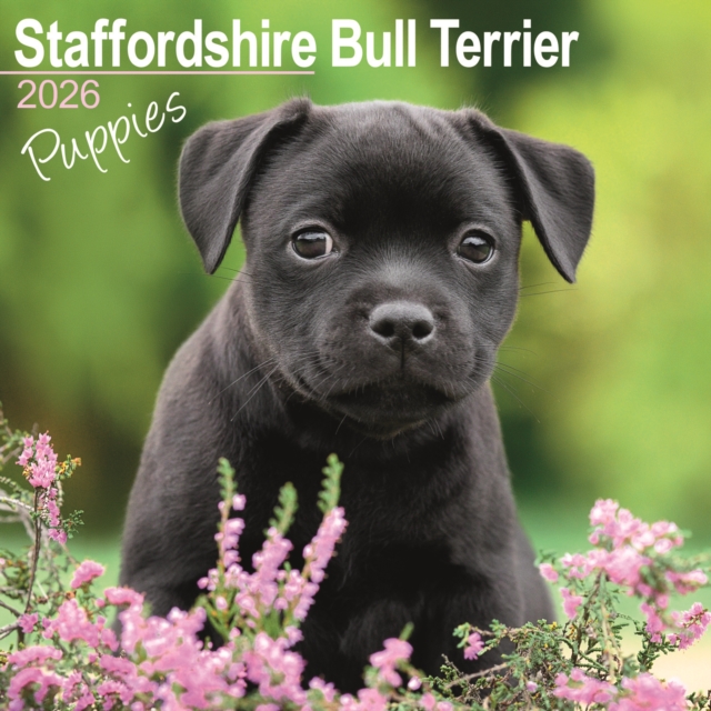 Staffordshire Bull Terrier Puppies Calendar 2026 Square Dog Puppy Breed Wall Calendar - 16 Month