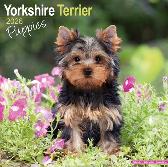 Yorkshire Terrier Puppies Calendar 2026  Square Dog Puppy Breed Wall Calendar - 16 Month