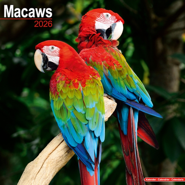 Macaws Calendar 2026 Square Bird Wall Calendar - 16 Month