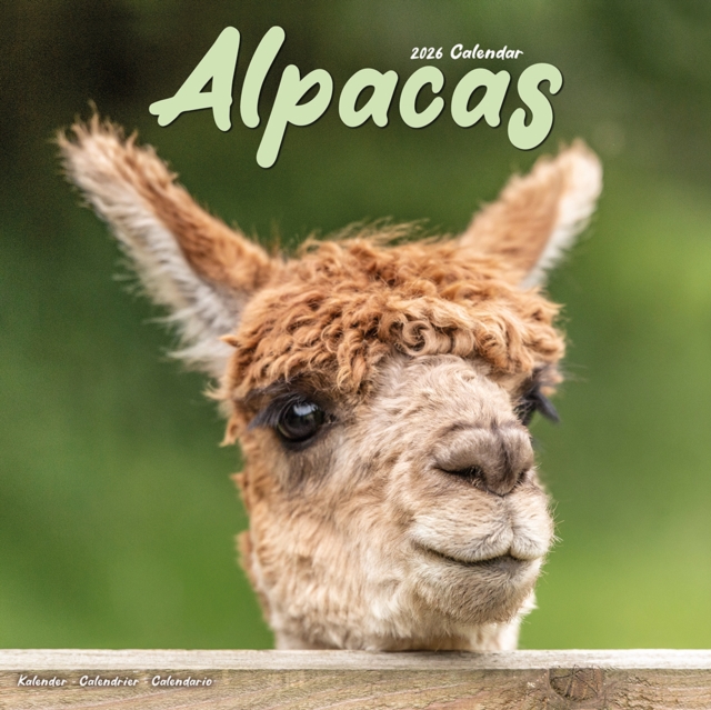 Alpacas Calendar 2026  Square Animal Wall Calendar - 16 Month