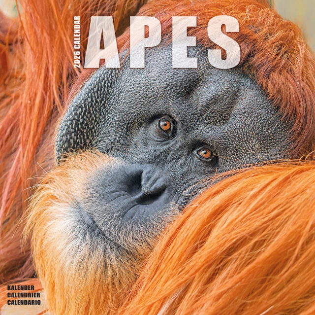 Apes Calendar 2026  Square Animal Wall Calendar - 16 Month