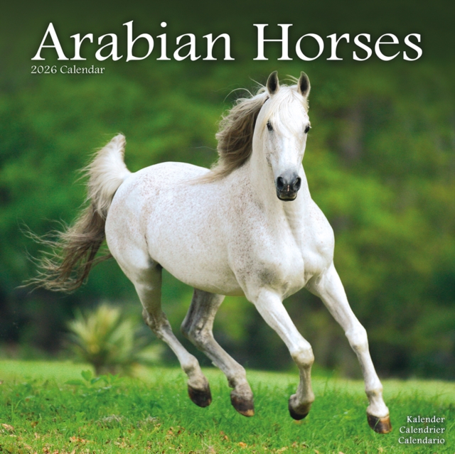 Arabian Horses Calendar 2026 Square Horses Wall Calendar - 16 Month