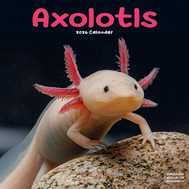 Axolotls Calendar 2026 Square Animal Wall Calendar - 16 Month