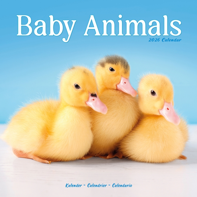 Baby Animals Calendar 2026  Square Animal Wall Calendar - 16 Month