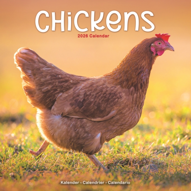 Chickens Calendar 2026 Square Farm Animals & Birds Wall Calendar - 16 Month