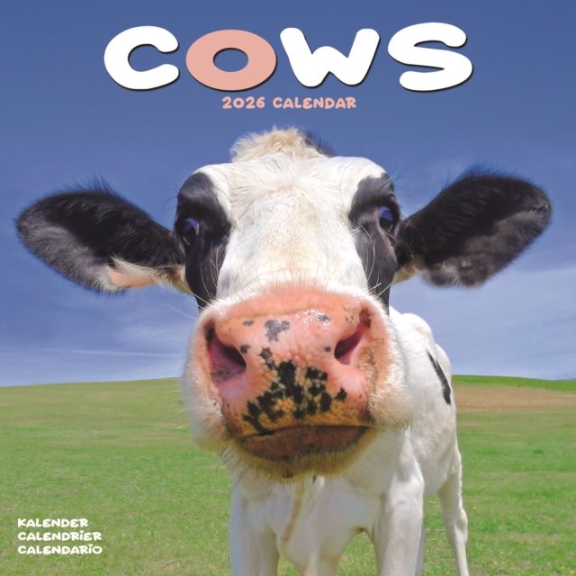 Cows Calendar 2026 Square Farm Animal Wall Calendar - 16 Month