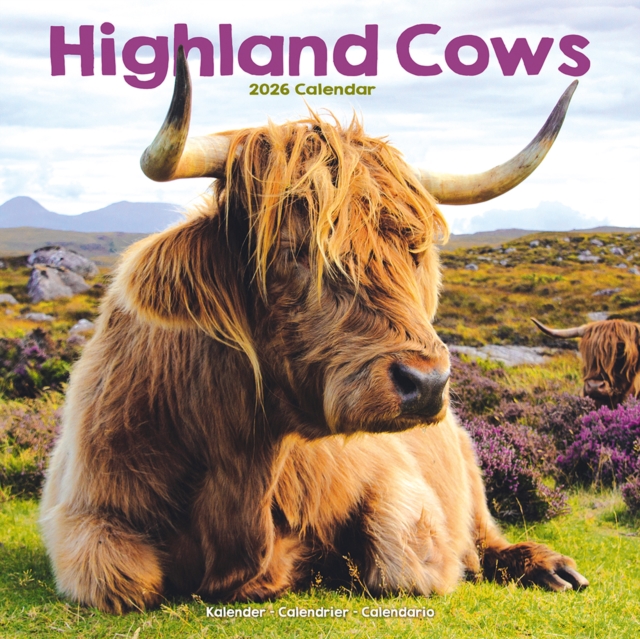 Highland Cows Calendar 2026  Square Animal Wall Calendar - 16 Month