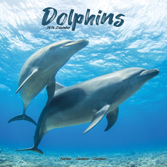 Dolphins Calendar 2026 Square Animal Wall Calendar - 16 Month