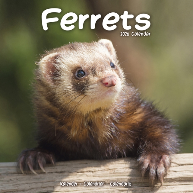Ferrets Calendar 2026 Square Animal Wall Calendar - 16 Month