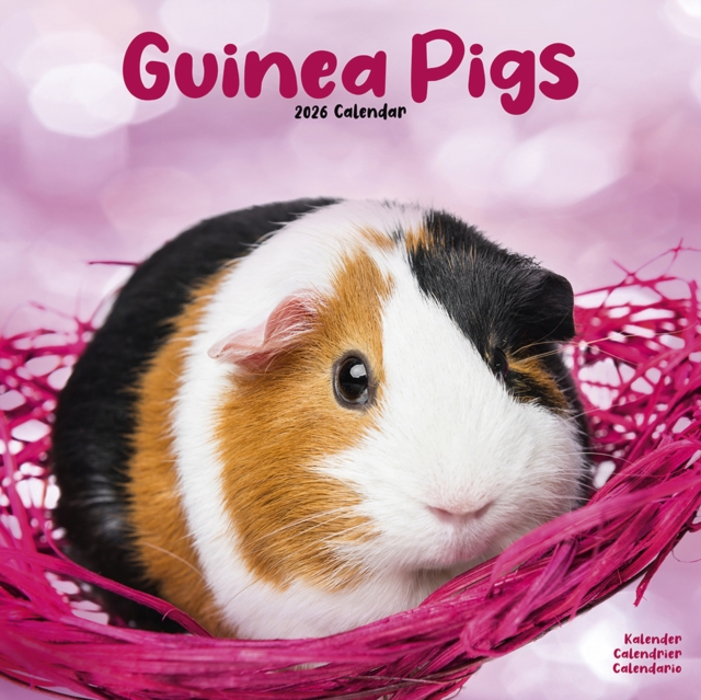 Guinea Pigs Calendar 2026  Square Animal Wall Calendar - 16 Month
