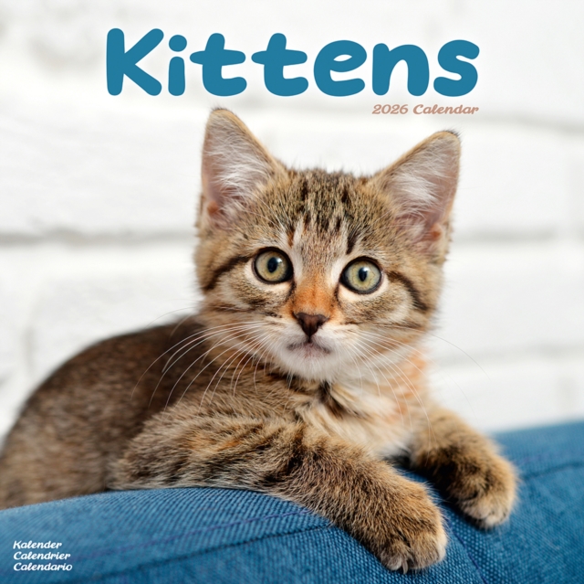 Kittens Calendar 2026  Square Cats Wall Calendar - 16 Month