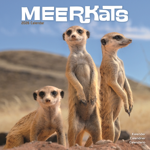 Meerkats Calendar 2026  Square Wildlife Safari Wall Calendar - 16 Month