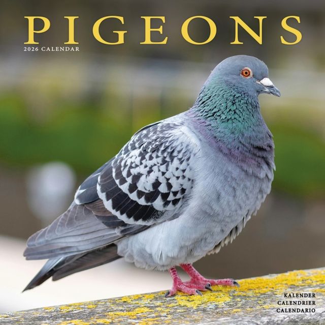 Pigeons Calendar 2026  Square Birds Wall Calendar - 16 Month