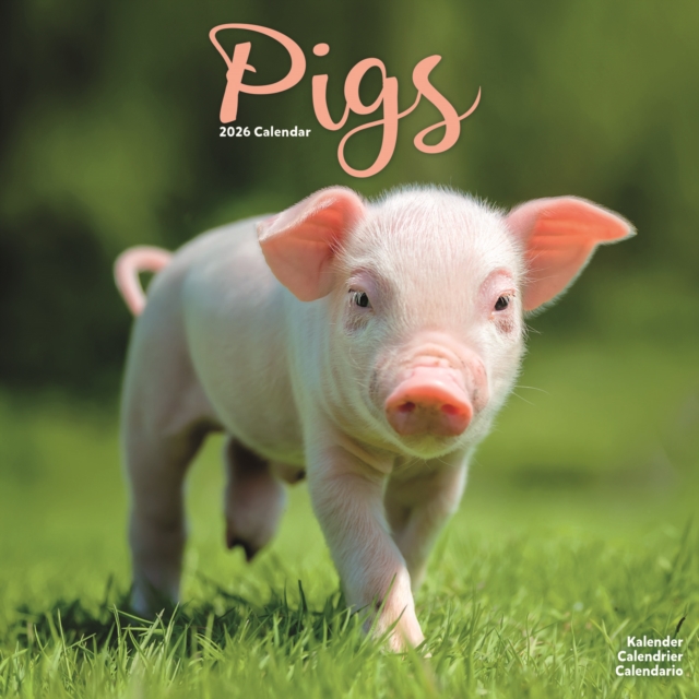 Pigs Calendar 2026 Square Farm Animal Wall Calendar - 16 Month
