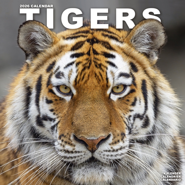 Tigers Calendar 2026  Square Wildlife Safari Big Cats Wall Calendar - 16 Month