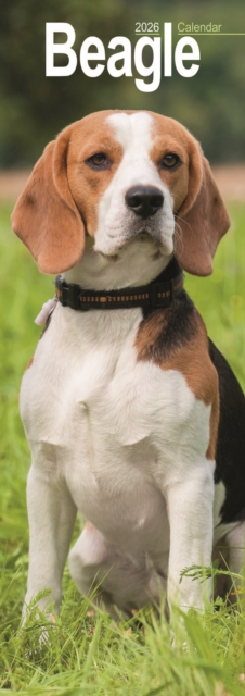 Beagle Slim 2026 Wall Calendar Calendar 2024 Dog Breed Slimline Calendar - 12 Month