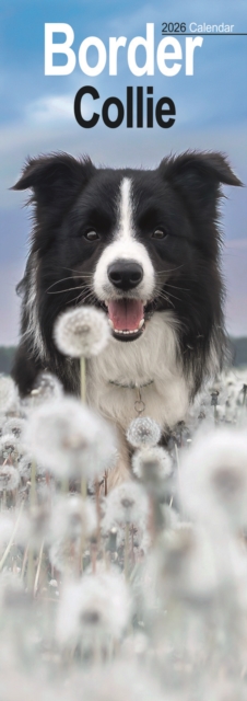 Border Collie Slim Calendar 2026 Dog Breed Slimline Calendar - 12 Month