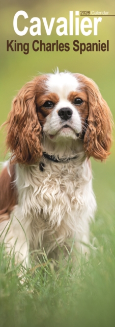 Cavalier King Charles Slim Calendar 2026 Dog Breed Slimline Calendar - 12 Month