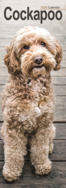 Cockapoo Slim Calendar 2026  Dog Breed Slimline Calendar - 12 Month