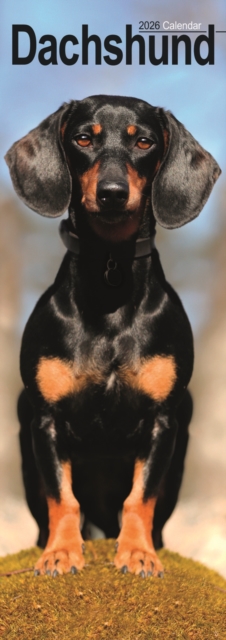 Dachshund Slim Calendar 2026  Dog Breed Slimline Calendar - 12 Month