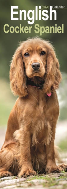 English Cocker Spaniel Slim Calendar 2026 Dog Breed Slimline Calendar - 12 Month