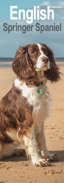 English Springer Spaniel Slim Calendar 2026 Dog Breed Slimline Calendar - 12 Month