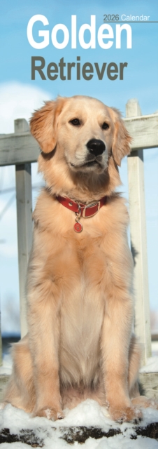 Golden Retriever Slim Calendar 2026 Dog Breed Slimline Calendar - 12 Month