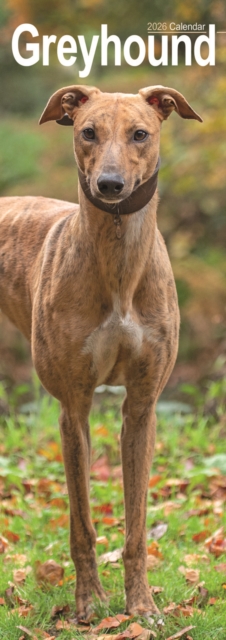Greyhound Slim Calendar 2026 Dog Breed Slimline Calendar - 12 Month
