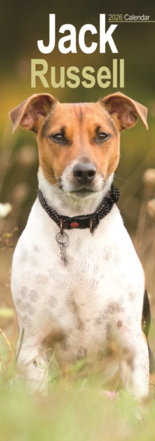 Jack Russell Slim Calendar 2026 Dog Breed Slimline Calendar - 12 Month
