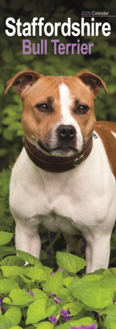 Staffordshire Bull Terrier Slim Calendar 2026 Dog Breed Slimline Calendar - 12 Month