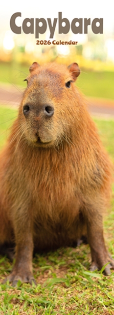 Capybara Slim Calendar 2026  Cute Slimline Calendar - 12 Month