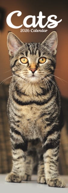 Cats Slim Calendar 2026 Cute Slimline Calendar - 12 Month
