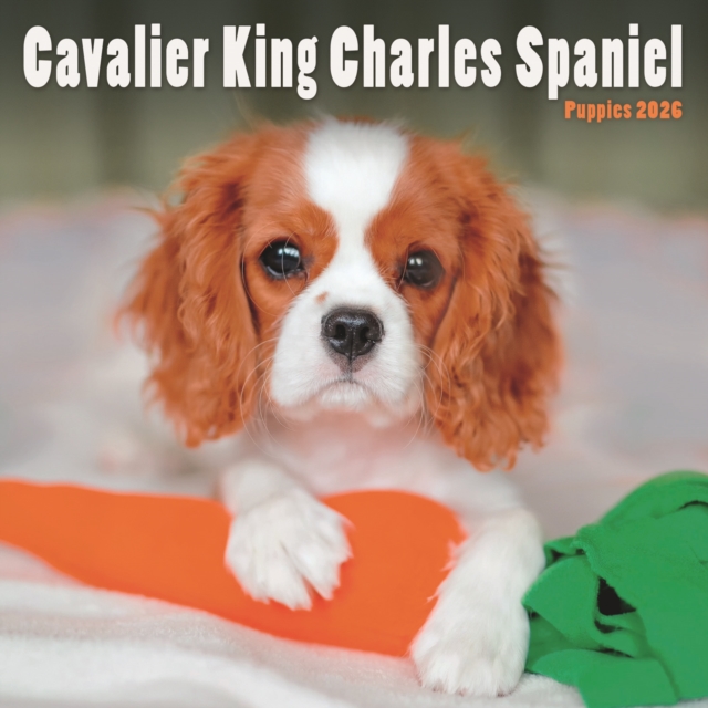 Cavalier King Charles Spaniel Puppies Sq